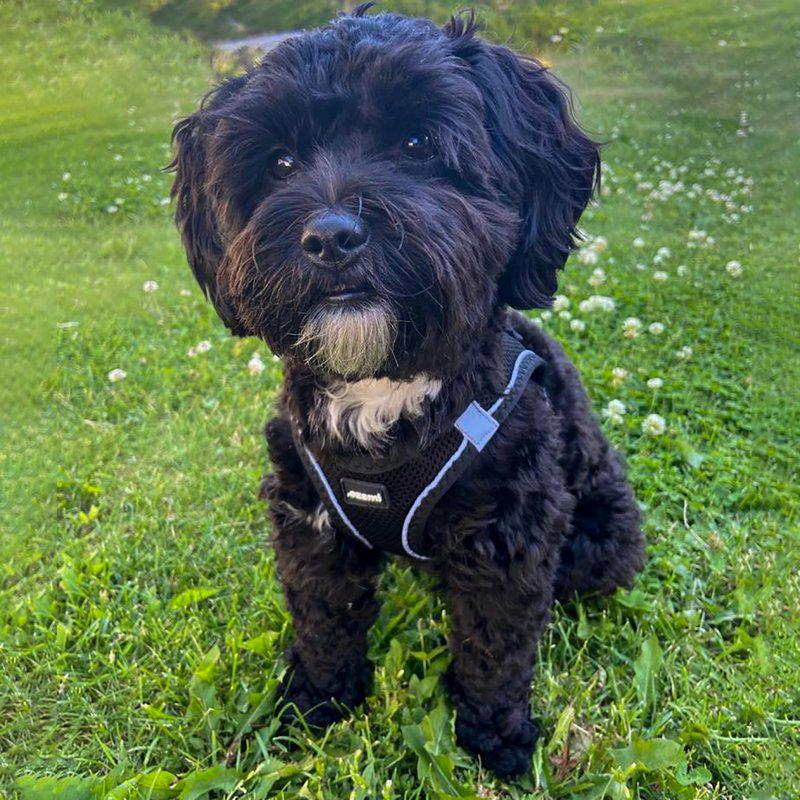 Ozami Air-mesh hundesele - Sort