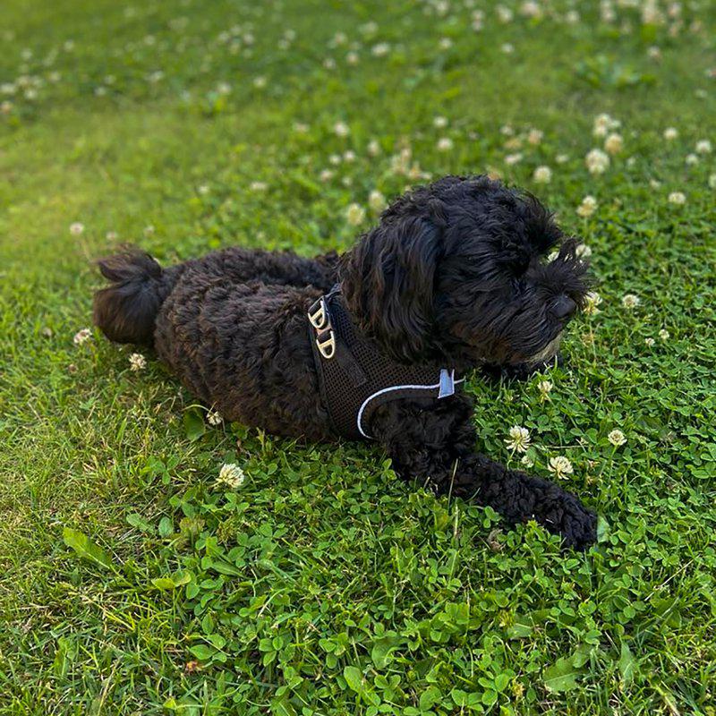 Ozami Air-mesh hundesele - Sort