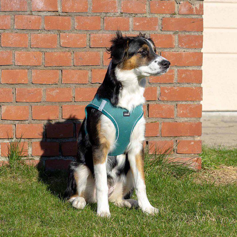 Ozami Air-mesh hundesele - Tyrkis