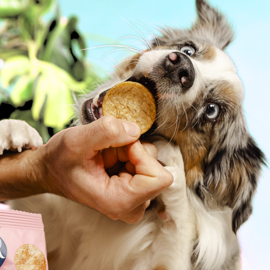 Smoofl - Hundepops m. Fårekylling & Honning