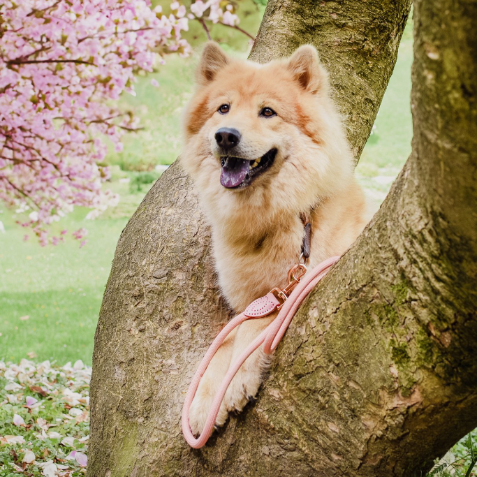 Ne&no® - Hundesnor - Mørk Grå - 170cm