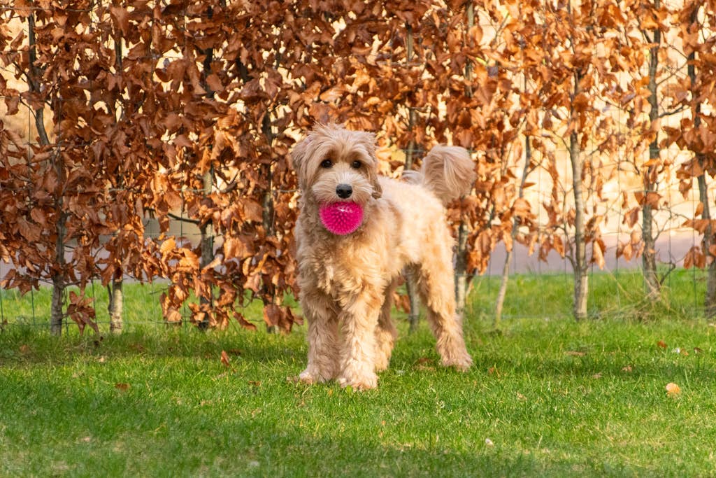 Dog Comets - Exoplanet - Pink - Str. M
