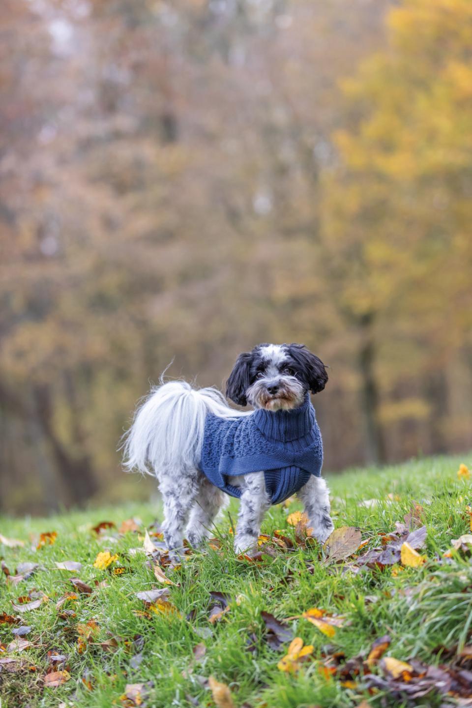 Trixie - Hundetrøje - Norwood Pollover - Blå