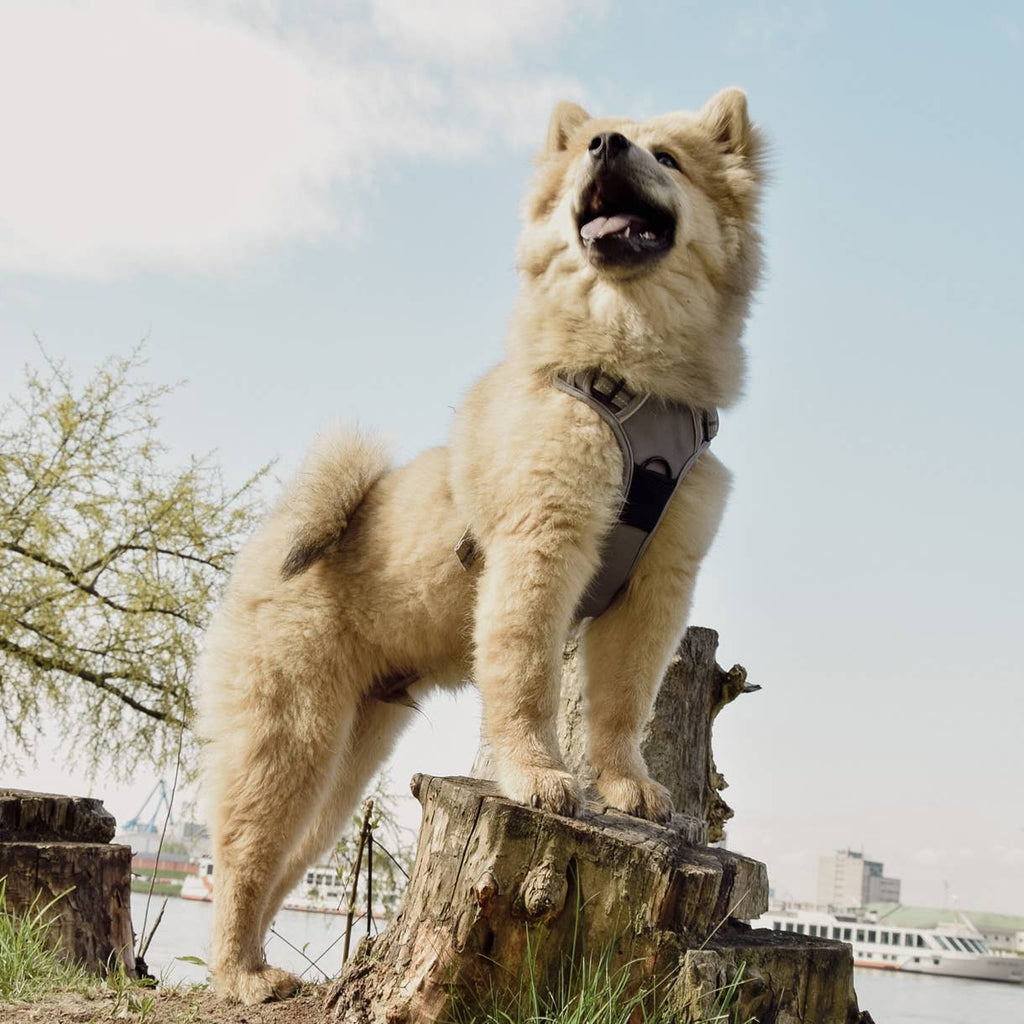 Ne&no® - Outdoor Hundesele m. støddæmper - M