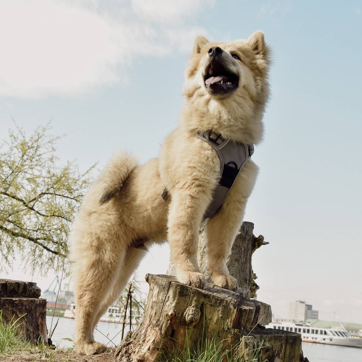 Ne&no® - Outdoor Hundesele m.  støddæmper - L