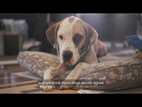 Earth Rated - Dog Wipes - 100 stk. u. parfume
