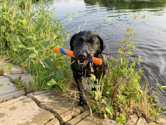 Chuck'it - Ultra Fetch Stick