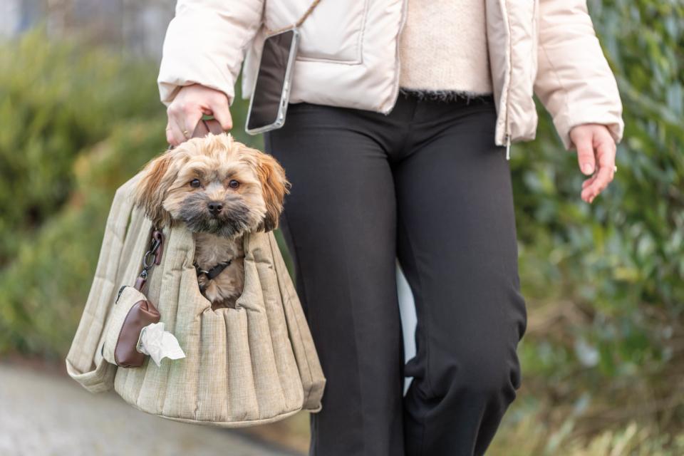 Trixie - Hundetaske - Sophie